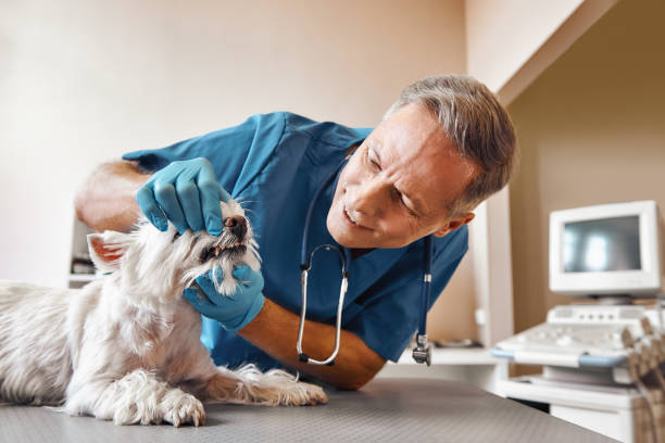 Best Emergency Dental Surgery in Helena West Side, MT